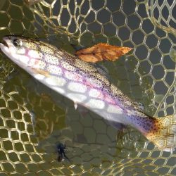 大安トラウトレイク釣果